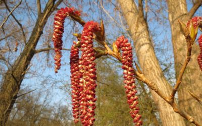 Fiori di Bach: Aspen