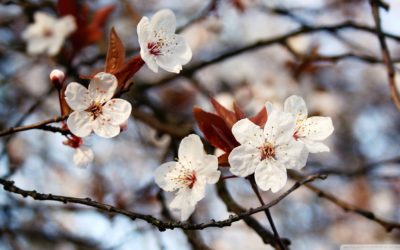 Fiori di Bach: Cherry Plum