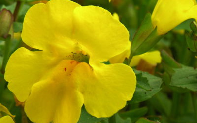 Fiori di Bach: Mimulus
