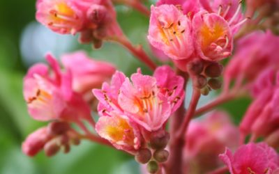 Fiori di Bach: Red Chestnut