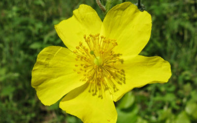 Fiori di Bach: Rock Rose
