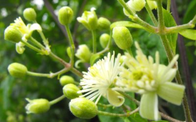 Fiori di Bach: Clematis