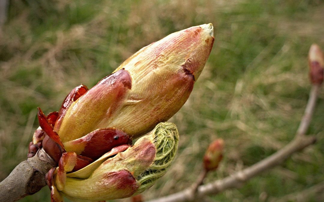 Fiori di Bach: Chestnut Bud