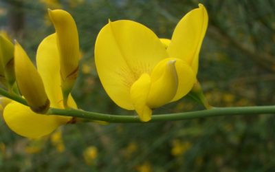 Fiori di Bach: Gorse