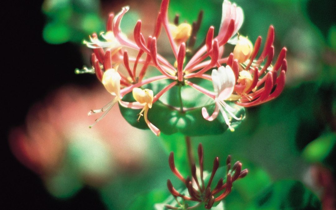 Fiori di Bach: Honeysuckle