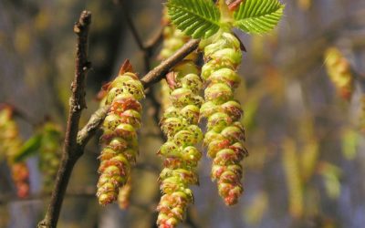 Fiori di Bach: Hornbeam