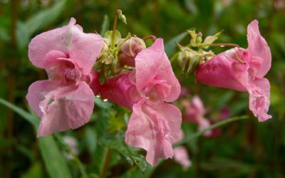 Fiori di Bach: Impatiens