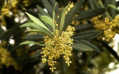 Fiori di Bach: Olive