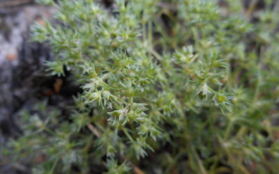 Fiori di Bach: Scleranthus