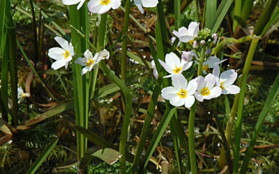 Fiori di Bach: Water Violet