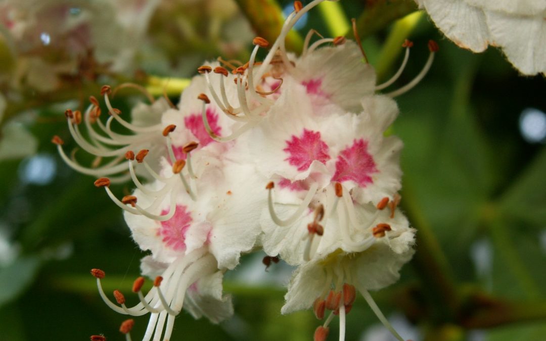 Fiori di Bach: White Chestnut