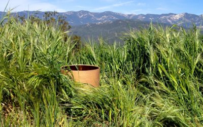 Fiori di Bach: Wild Oat