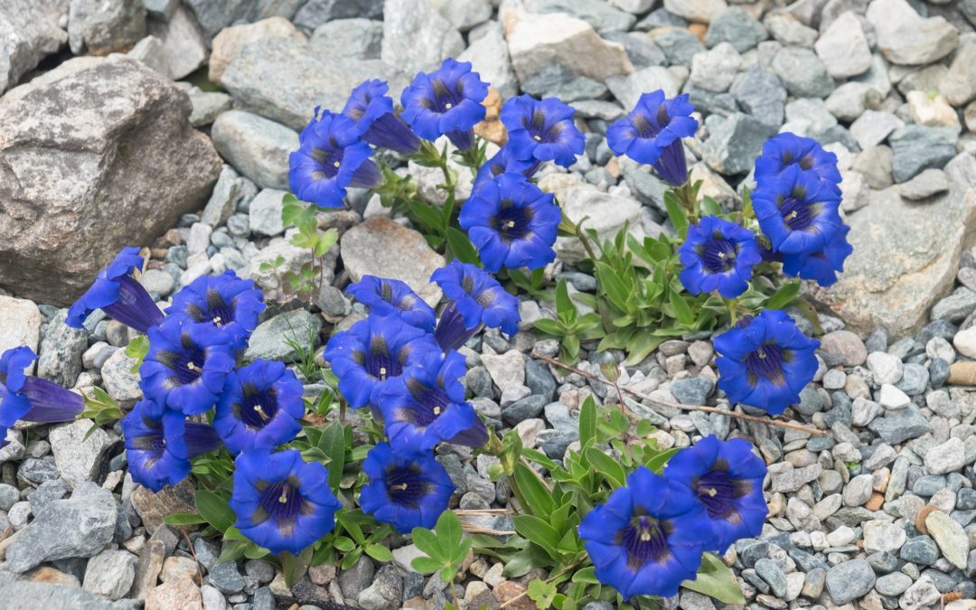 Fiori di Bach: Gentian