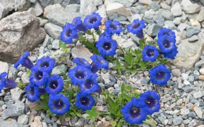 Fiori di Bach: Gentian