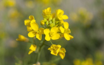 Fiori di Bach: Mustard