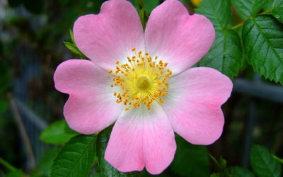 Fiori di Bach: Wild Rose