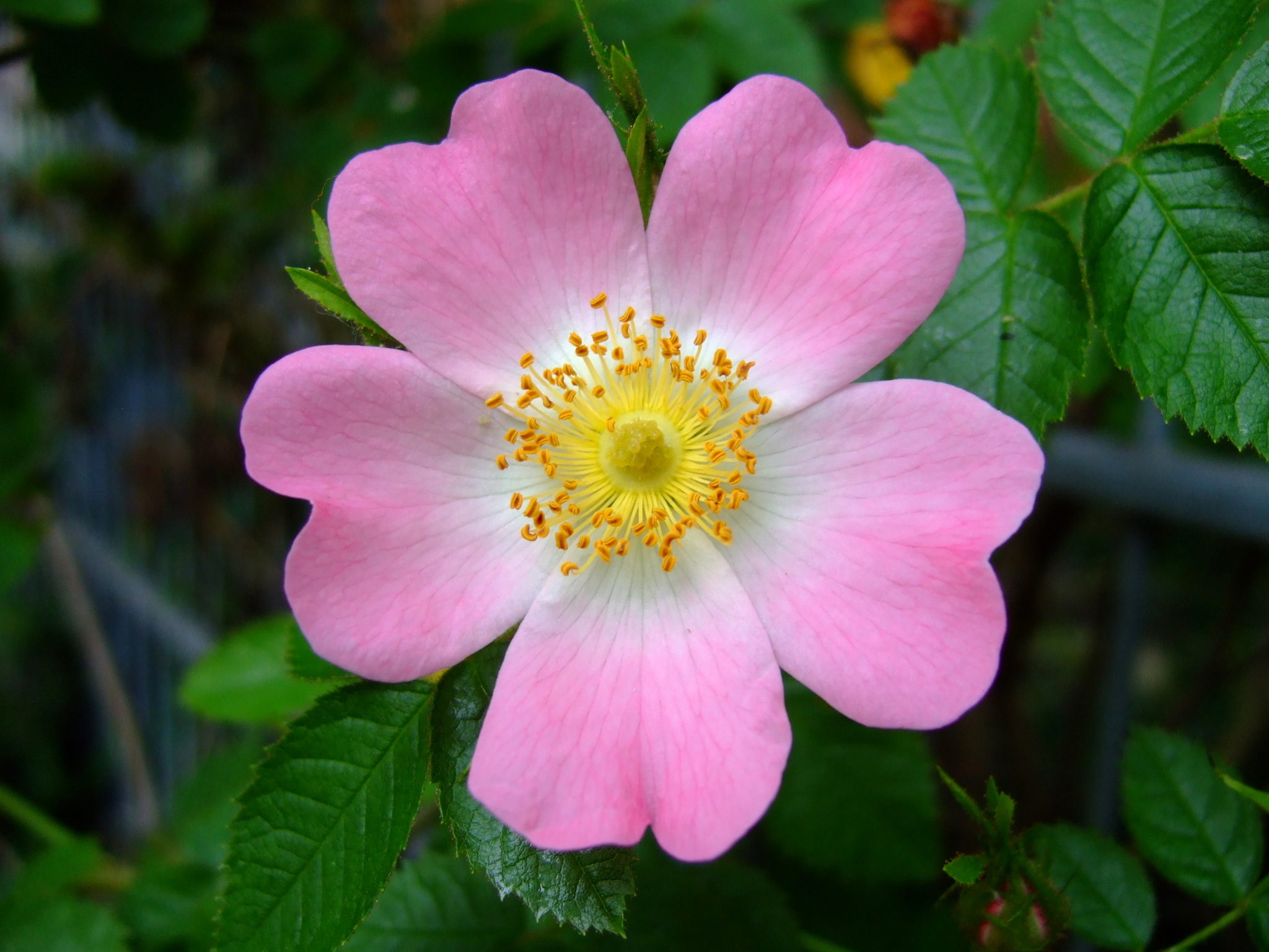 Fiori di Bach Wild Rose Dott. Mauro Piccini