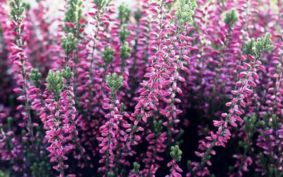 Fiori di Bach: Heather