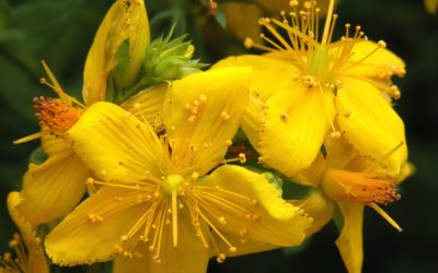Fiori di Bach: Agrimony