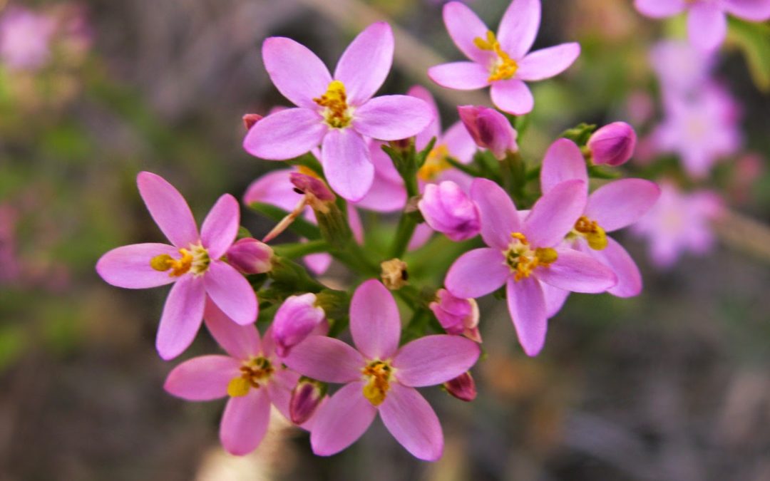 Fiori di Bach: Centaury