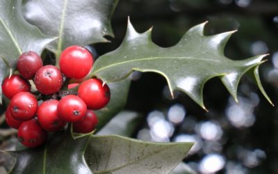 Fiori di Bach: Holly