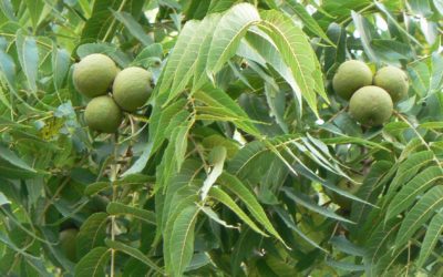 Fiori di Bach: Walnut