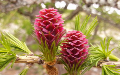 Fiori di Bach: Larch