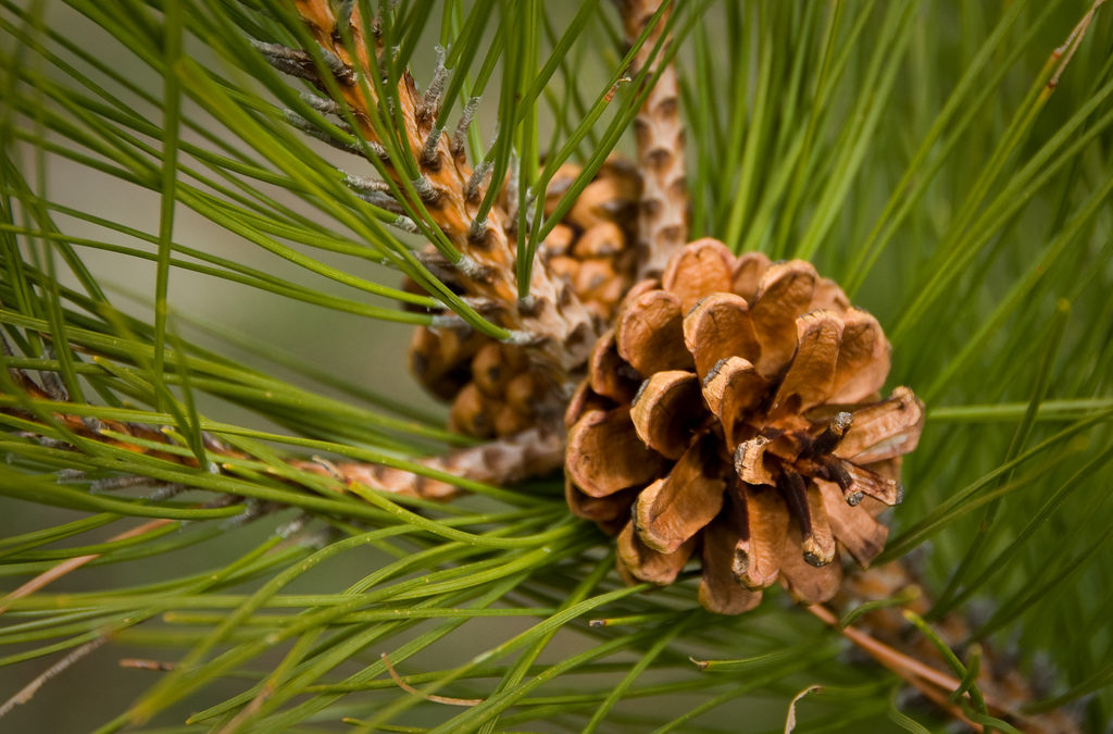 Fiori di Bach: Pine