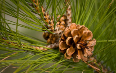 Fiori di Bach: Pine