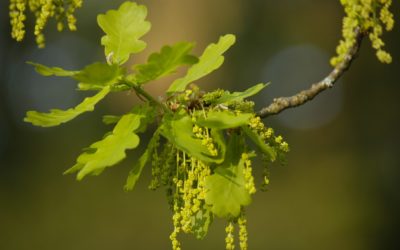 Fiori di Bach: Oak