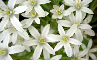 Fiori di Bach: Star of Bethlehem