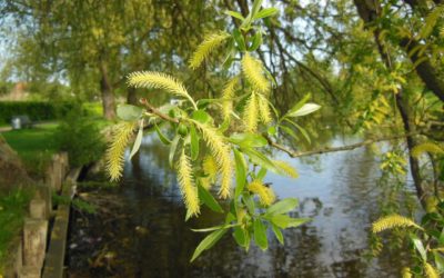 Fiori di Bach: Willow