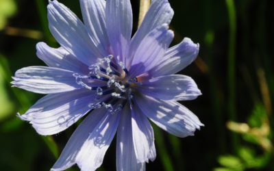 Fiori di Bach: Chicory