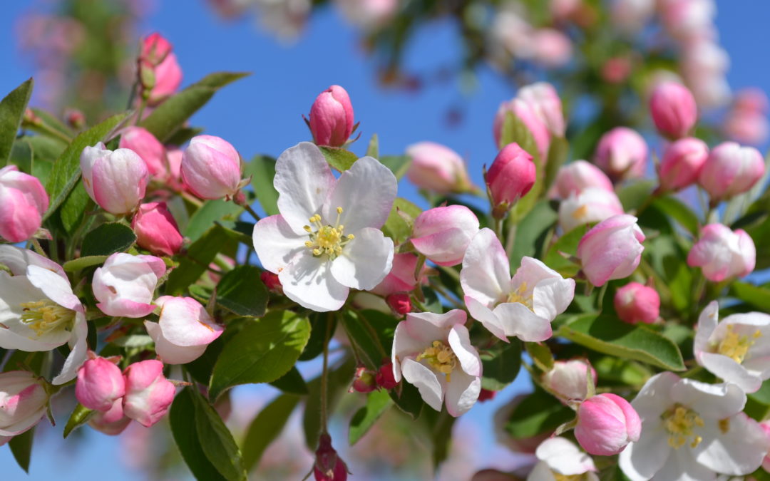 Fiori di Bach: Crab Apple