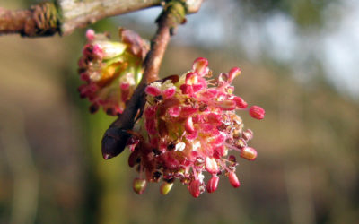 Fiori di Bach: Elm