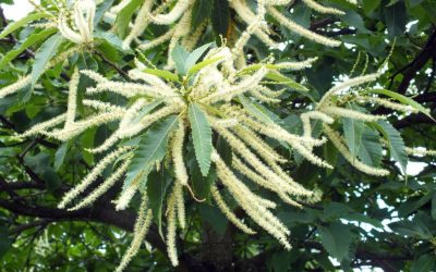 Fiori di Bach: Sweet Chestnut