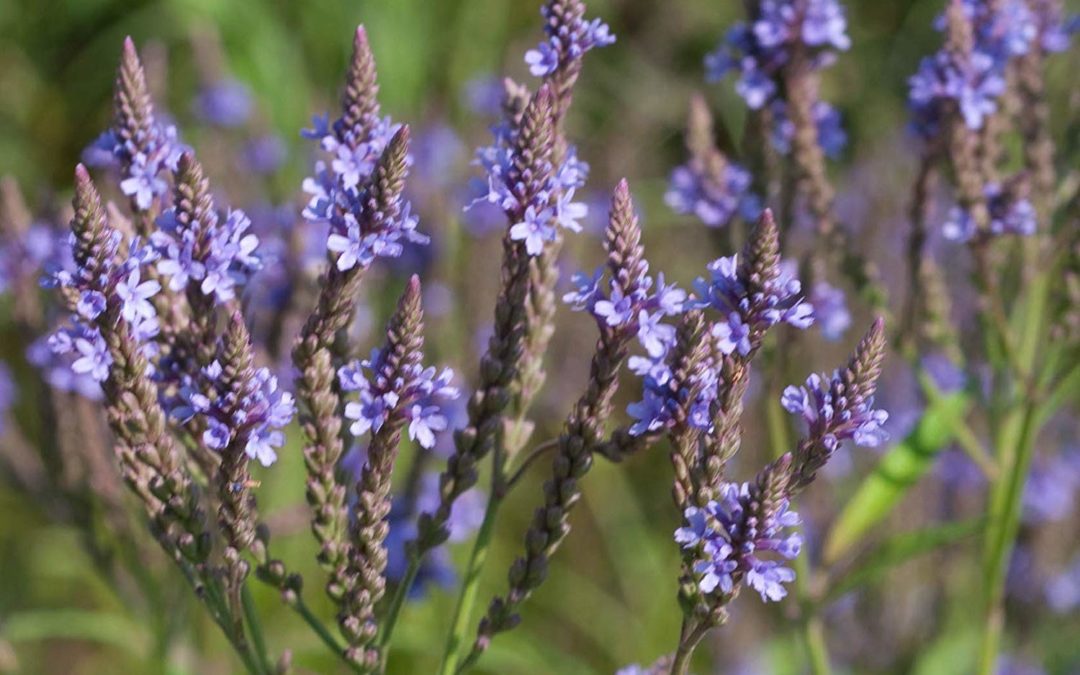 Fiori di Bach: Vervain