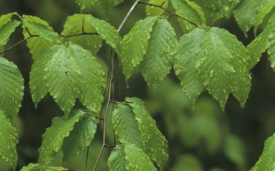 Fiori di Bach: Beech