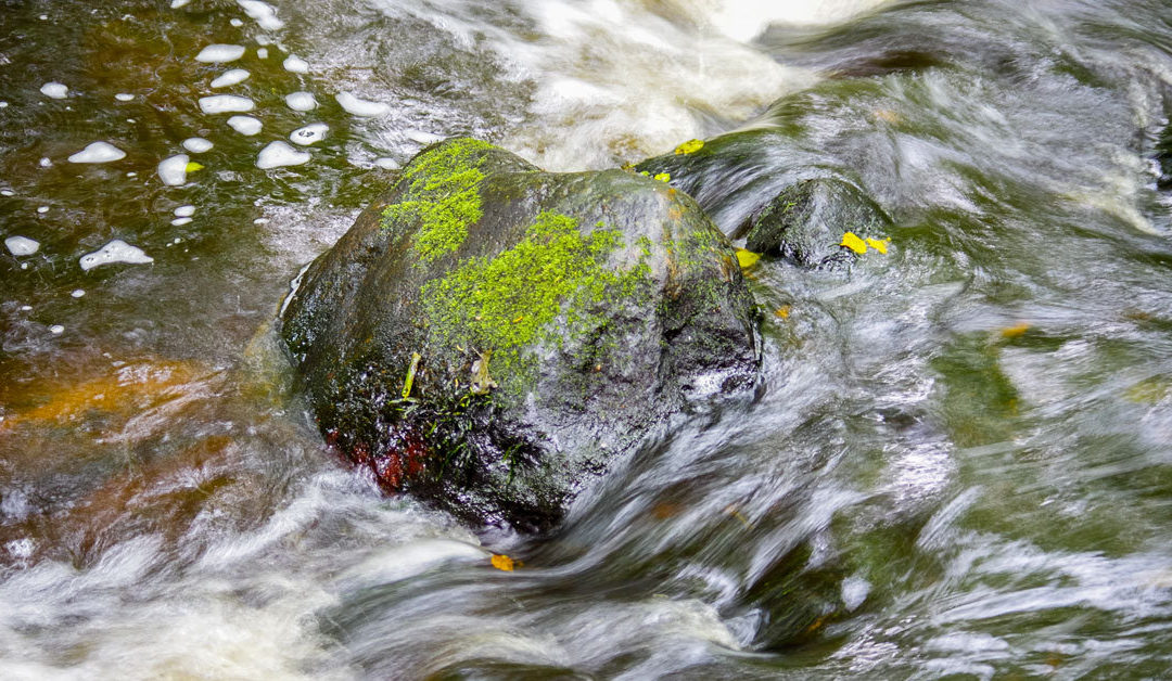 Fiori di Bach: Rock Water