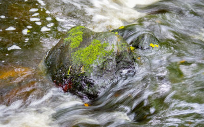 Fiori di Bach: Rock Water