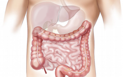 L’INTESTINO E’ COLLEGATO DIRETTAMENTE AL CERVELLO DA UN CIRCUITO NEURONALE APPENA SCOPERTO